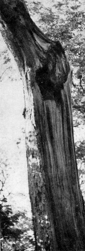 30.   ,    ,  1971       .           .  , 8  1971 .