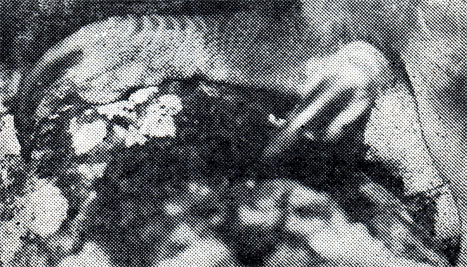 34.        :    ,       , 	  .  