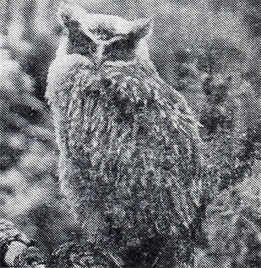 37.         .      '' , ,  .    ,     .  ,   1971 .