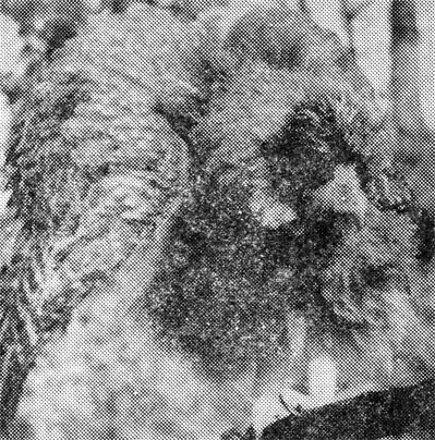 38.        ,      ,     ,    .  ,   1971 .