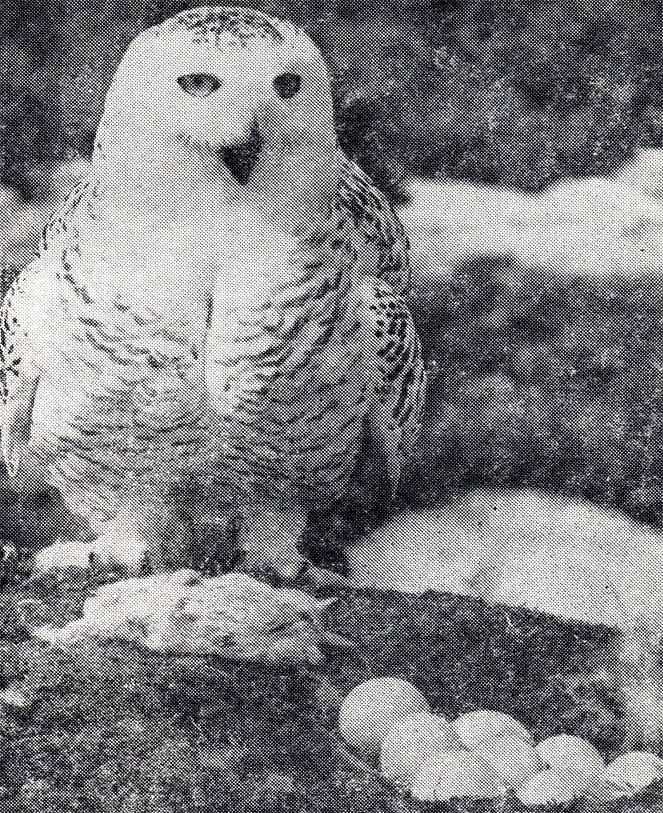 43.    ,       .         ,   .  ,   1970 .  . . 