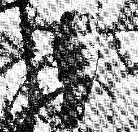 46.	                  (Surnia ulula),    	  .  ,  1964 .  . . 