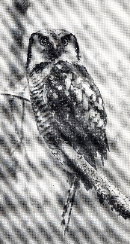 48.           ,    ,    .   -	,    	  .      .  ,  1966 .  . . 
