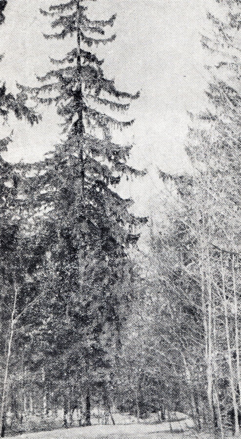 49.        	 	 (Glaucidium passerinum) -       .  ,  1960 .