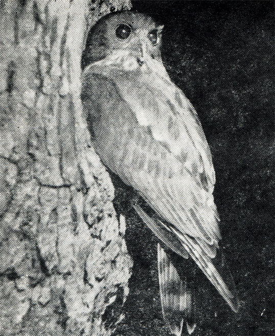 53.        (Ninox scutulata).       ,        .  