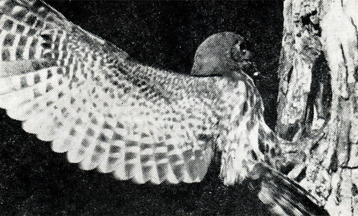 58.       ,    :          ,    ,         .  ,  1975 .