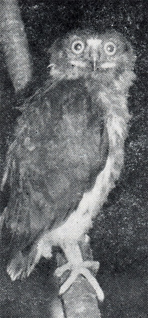 65.   ,            ,    .  , 28  1975 .