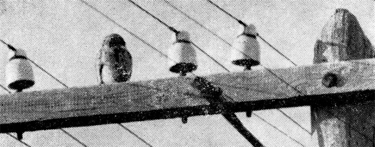 67.      ,    ,    ,  ,   ,        (Athene noctua).     .  ,  1972 .  . . 