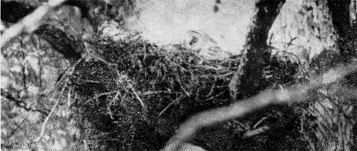 73.          (Strix nebulosa) -     .  ,  ,  1969 .