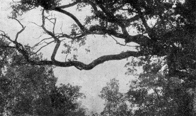 77.       ,         (Strix aluco).  ,  1973 .