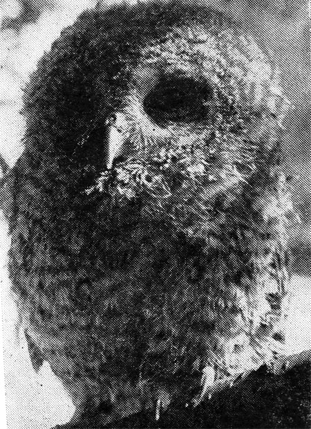 81.         -  .       ,         .  ,  1964 .  . . 