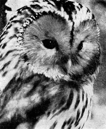 82.            (Strix uralensis)/ ,  1963 .