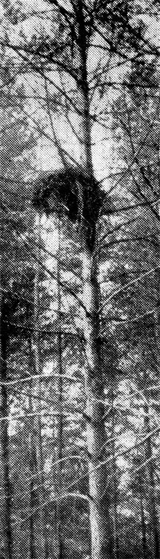 83.   ,     ,          -.  ,  1967 .