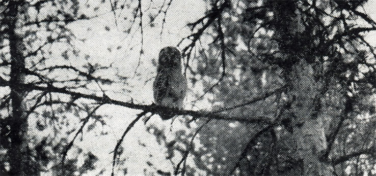 89.          .       .        ,   .  ,   1972 .  . . 