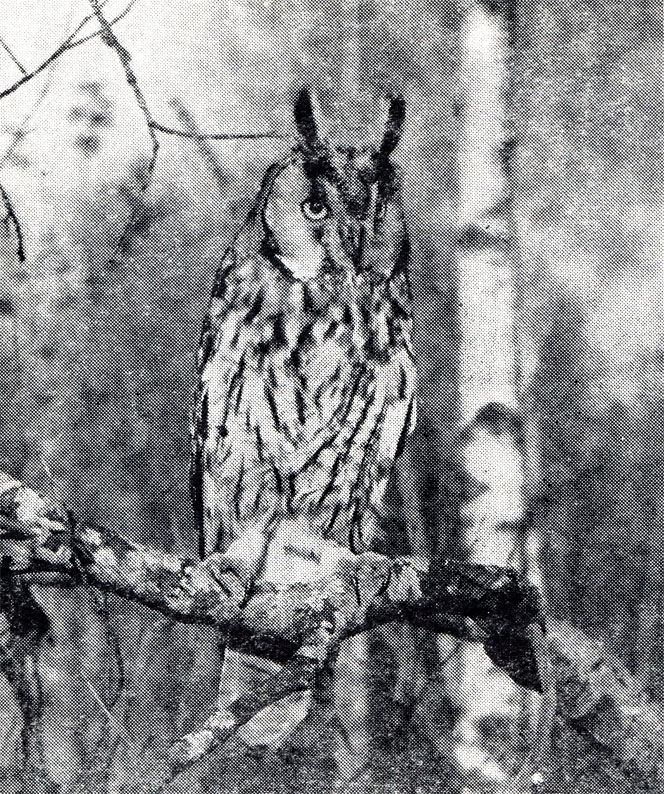 90.   (Asio otus) -  :  ,  ,   ,         .  ,  1965 .