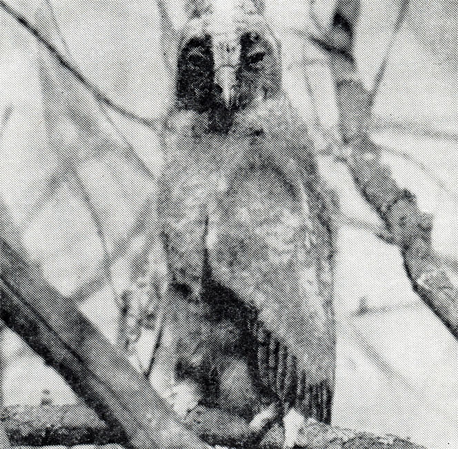 95.      :  ,     ,     ''.    ,  ,   .  ,   1966 .