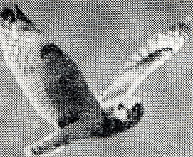 97.          (Asio flammeus).       ,      .  ,  1972 .  . . 