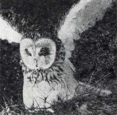 101.  ,         .           .  ,  1973 .