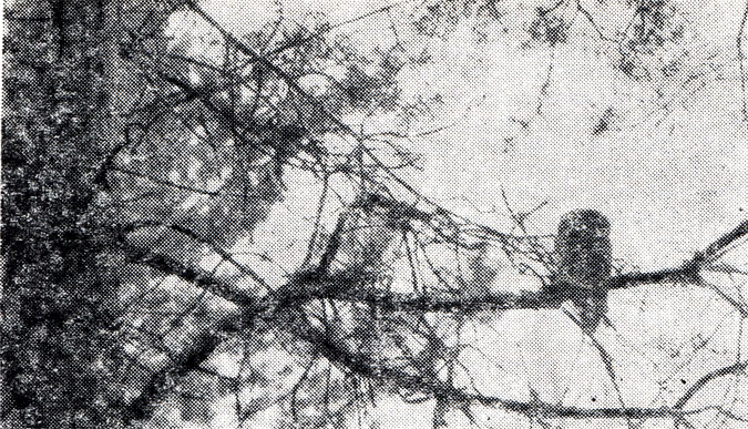 104.   (Aegolius funereus) -   .      .  ,  1964 .
