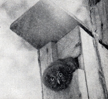 110.       -  .  ,  1956 .  . . 