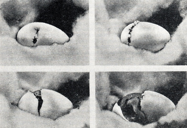 10.       ,            