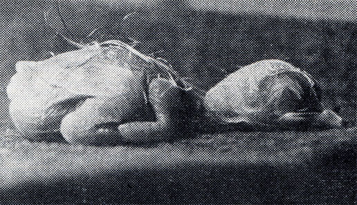 11.        ,      