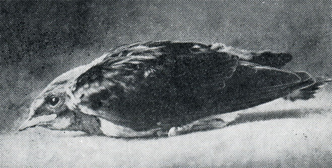 36.       16 
