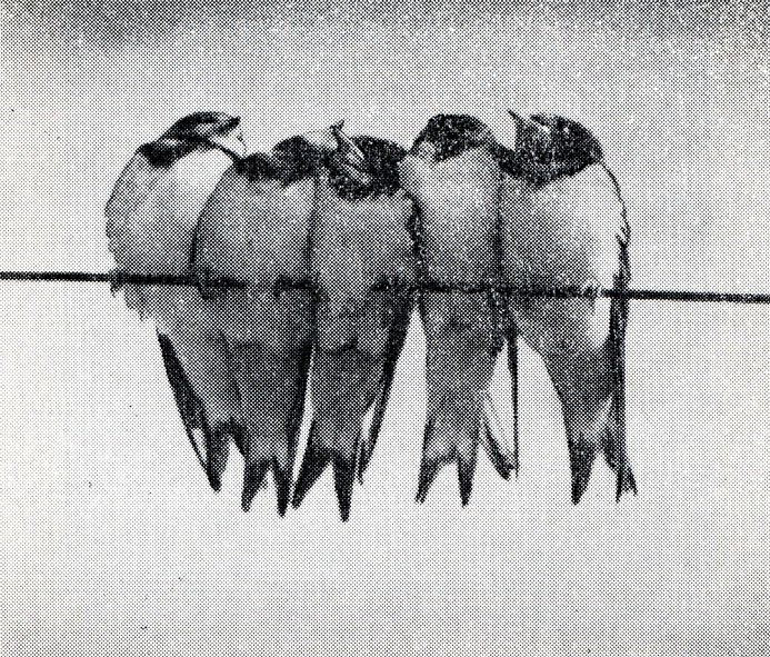 41.          ,     ( . . )