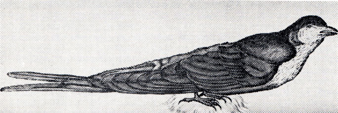 50.     -        . .  (1769)