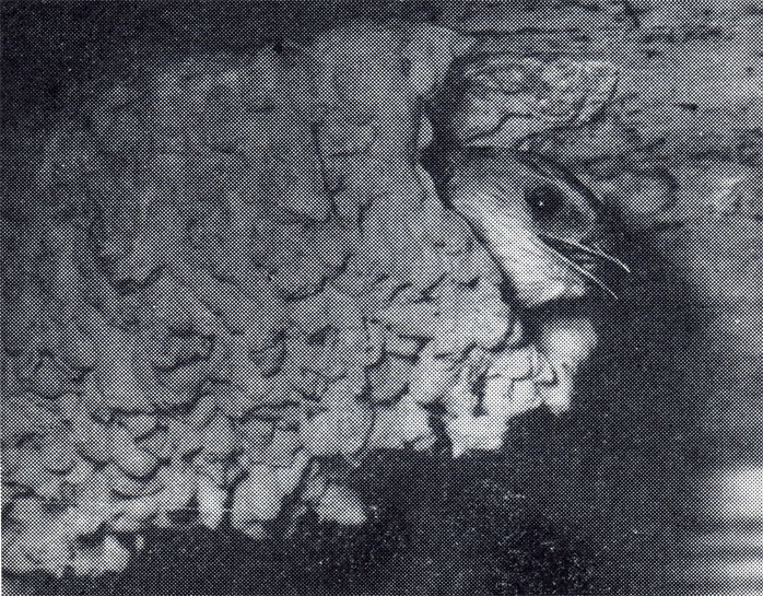 54.        ( . . )