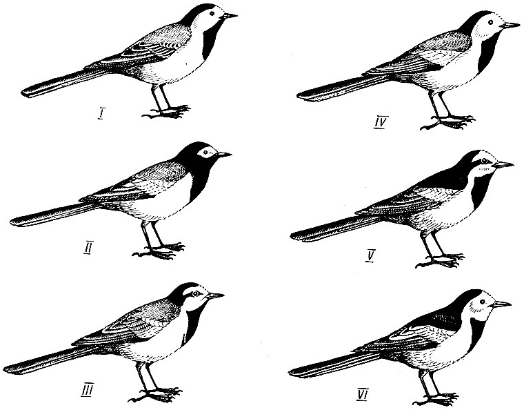 . 2.        Motacilla alba: I -  . a. alba L., II -  () . a. personata Gould., Ill-  () . a. ocularis Swinh., IV -  . a. baicalensis Swinh., V -  . a. lugens Kit. VI -  . a. leucopsis Gould