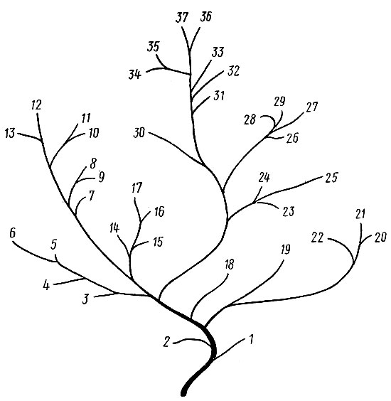 . 8.       Anas (   , 1945). : 1 - leucophrys, 2 - waigiuensis, 3 - angustirostris, 4 - capensis, 5 - punctata, 6 - versicolor, 7 - querquedula, 8 - cyanoptera, 9 - platalea, 10 - discors, rhynchotis, 12 - clupeata, 13 - smithi, 14 - erythrorhynchos, 15 - mensis, 16 - georgica, 17 - acuta, 18 - falcata, 19 - strepera, 20 - americana, 21 - nlope, 22 - sibilatrix, 23 - flavirostris, 24 - crecca, 25 - formosa, 26 - aucklandica, 27 - castanea, 28 - bernieri, 29 - gibber ifrons, 30 - specular is, 31 - sparsa, 32 - undulata, 33 - melleri, 34 - fitlvigula, 35 - plathyrhynchos, 36 - poecilorhyncha, 37 - luzonica
