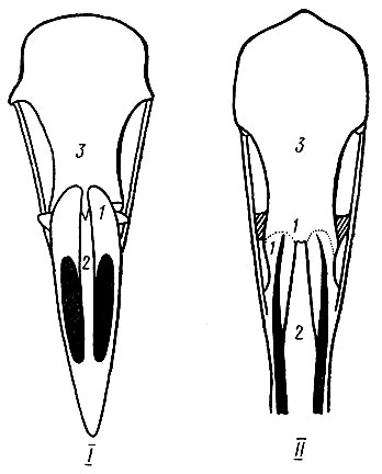 . 10.     . I -  (); II -  (): 1 -  , 2 -  , 3 -  ;    