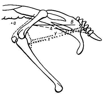 . 12.   ,     ;  -   m. caud-ilio-femoralis, X -   m. caud-ilio-flexorius, Y - -    ,  - m. ambiens