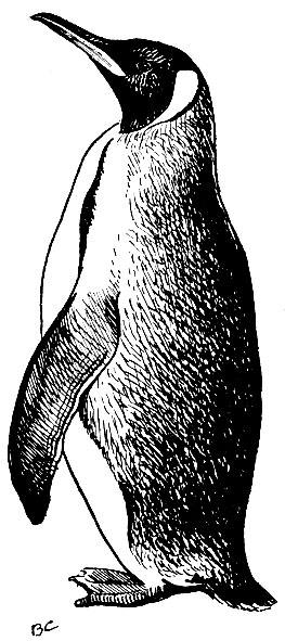 . 19. ' Aptenodytes patagonica Miller