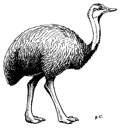 . 23.  Rhea americana L