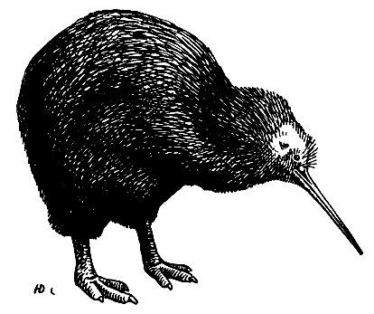 . 27  Apteryx haasti Potts