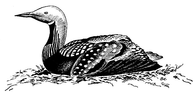. 29.   Gavia arctica (L.)  
