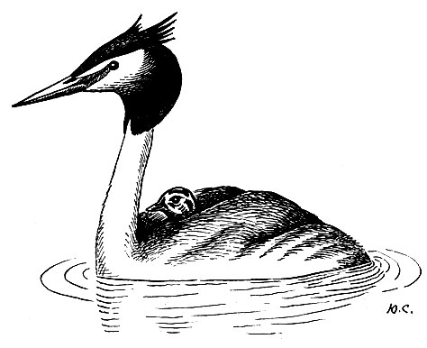 . 30.   Podiceps cristatus L.,   