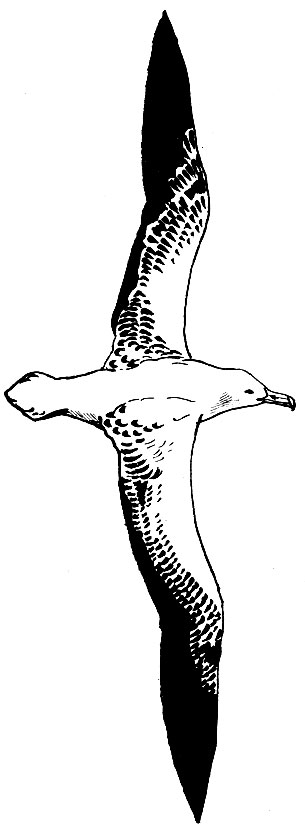 . 32.  Diomedea exulans L