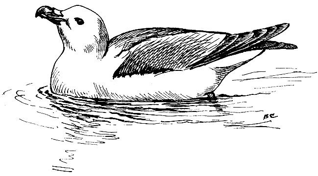 . 33.  Fulmarus glacialis (L.),  