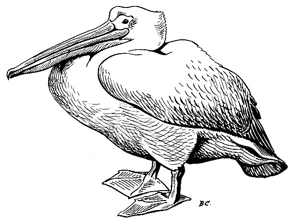 . 38.   Pelecanus onocrotalus L