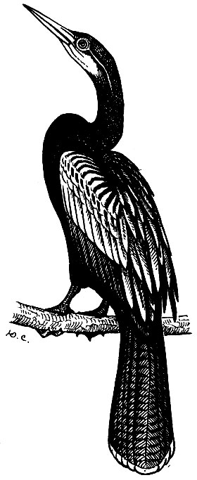 . 42.  Anhinga anhinga (L.)