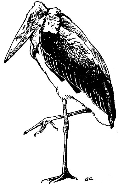 . 49.   Leptoptilos crumeniferus (Less.)
