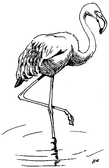 . 53.   Phoenicopterus ruber L