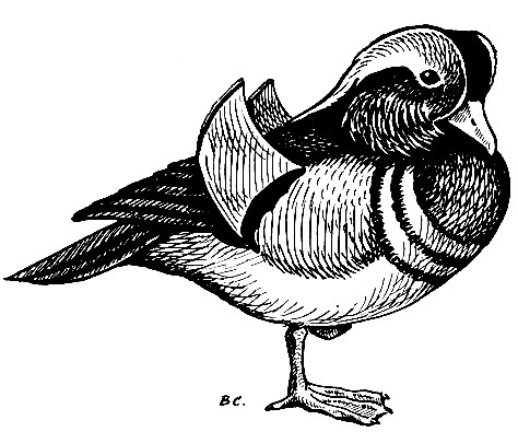 . 63.   Aix galericulata L
