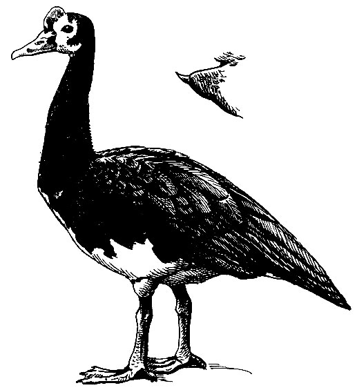 . 64.   Plectropterus gambensis (L.),     