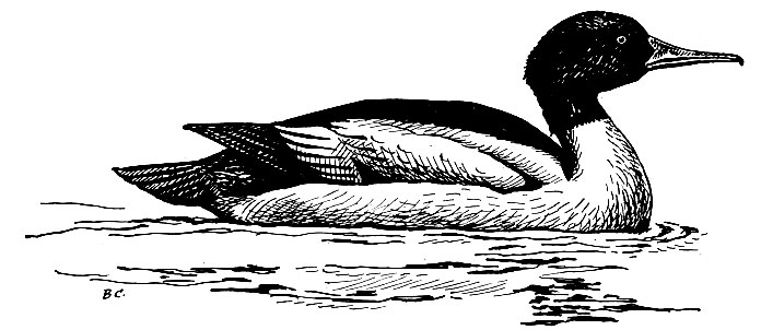 . 65.    Mergus merganser L