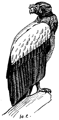 . 68.   Sarcorhamphus papa (L.)