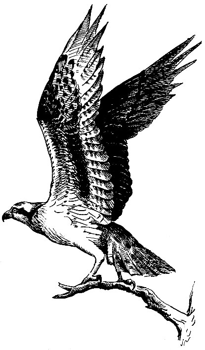 . 72.  Pandion haliaetus (L.)